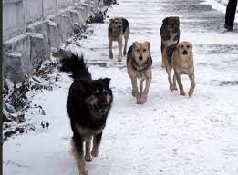 Итке сырға не керек?