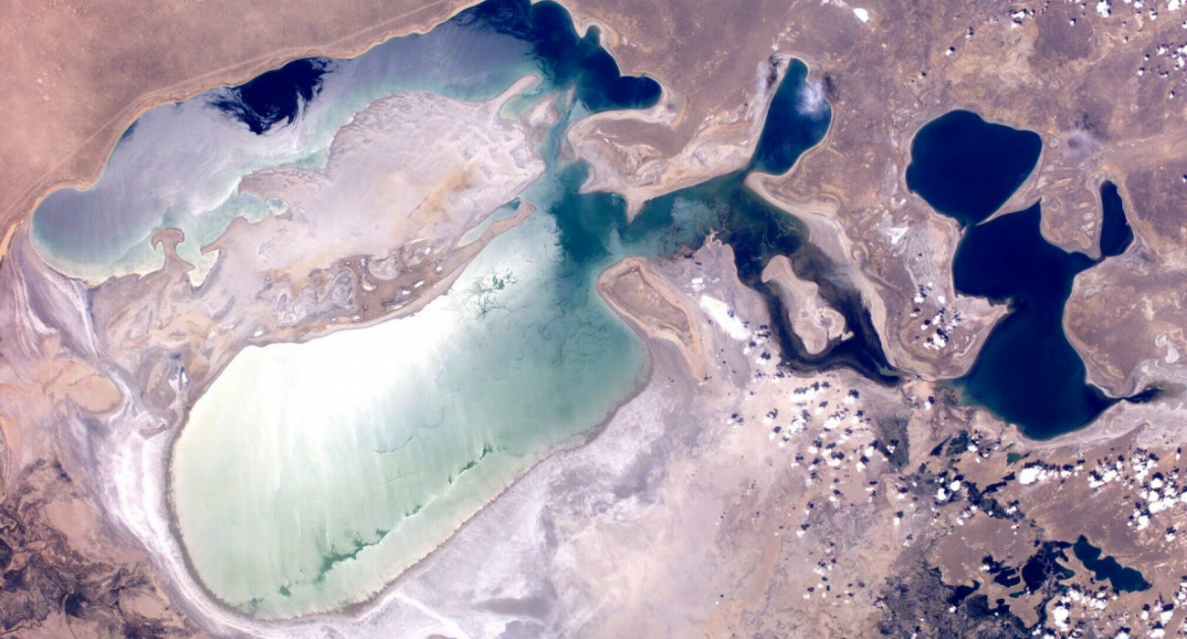 Саратовтағы мысықтарды кастрациялау