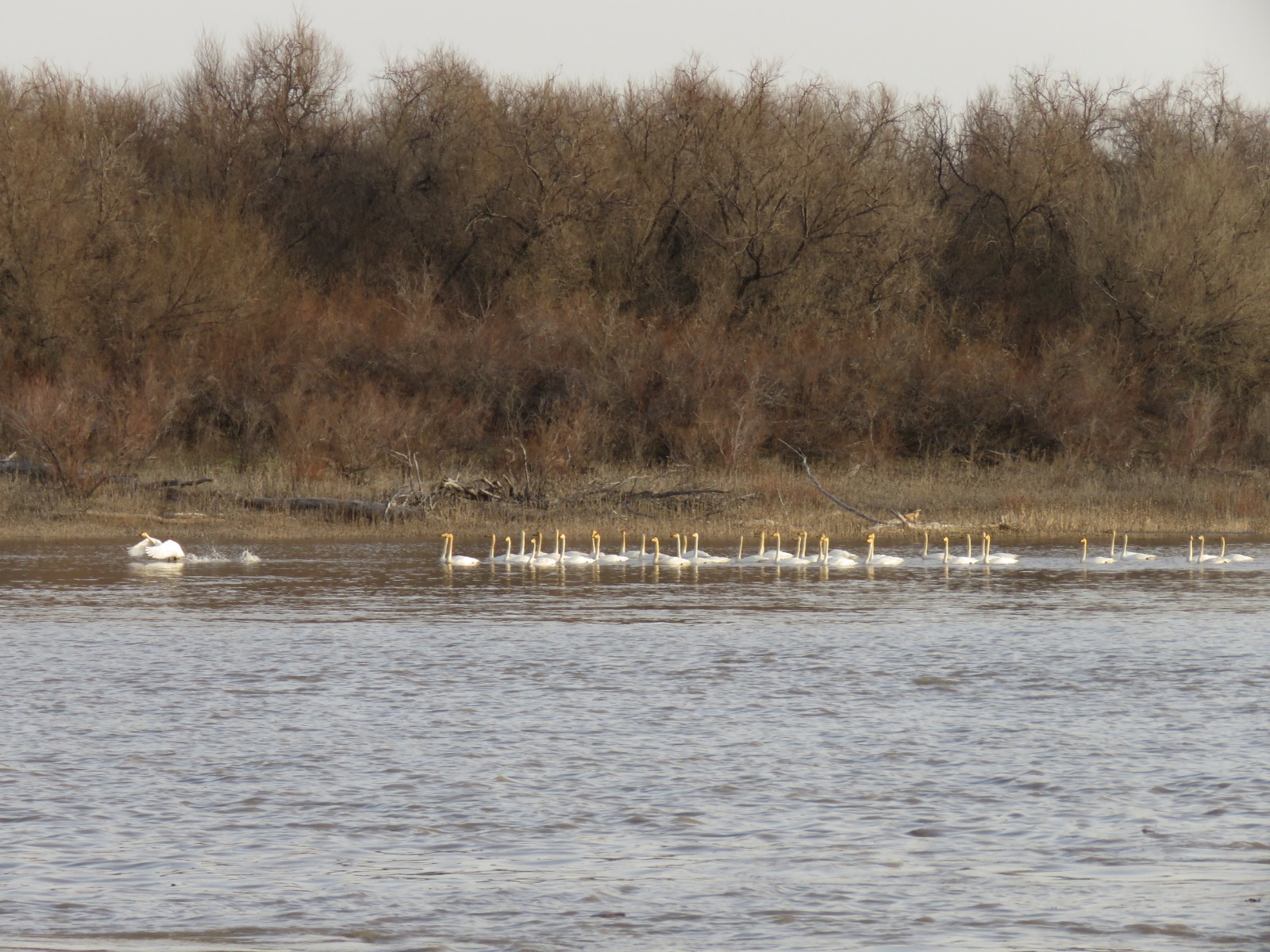 Айдында жүзген аққулар