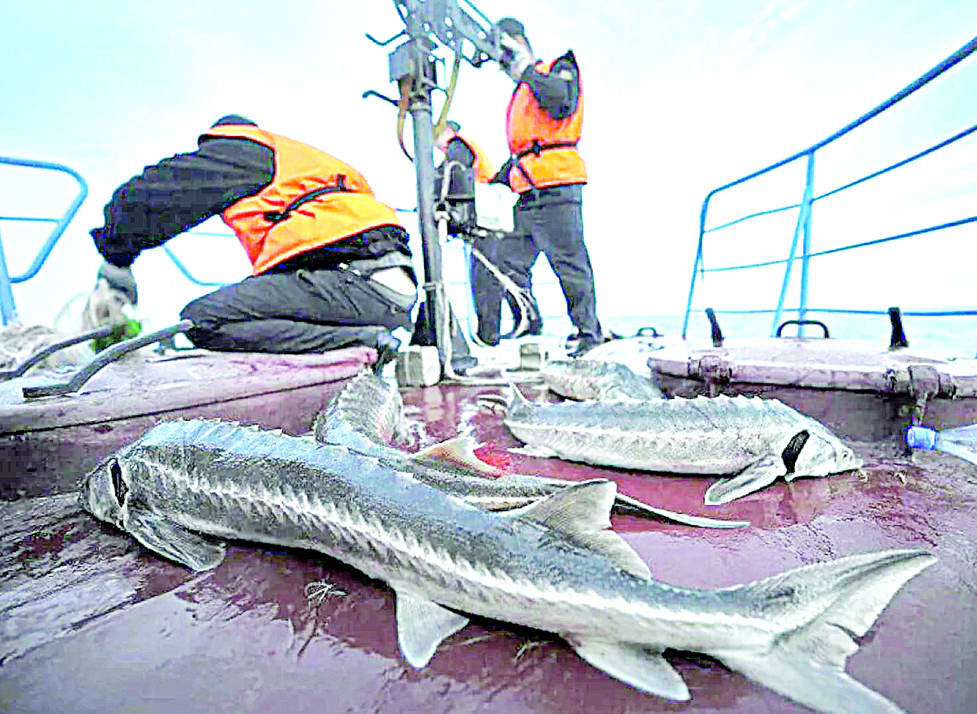 Браконьерге тосқауыл болмай тұр