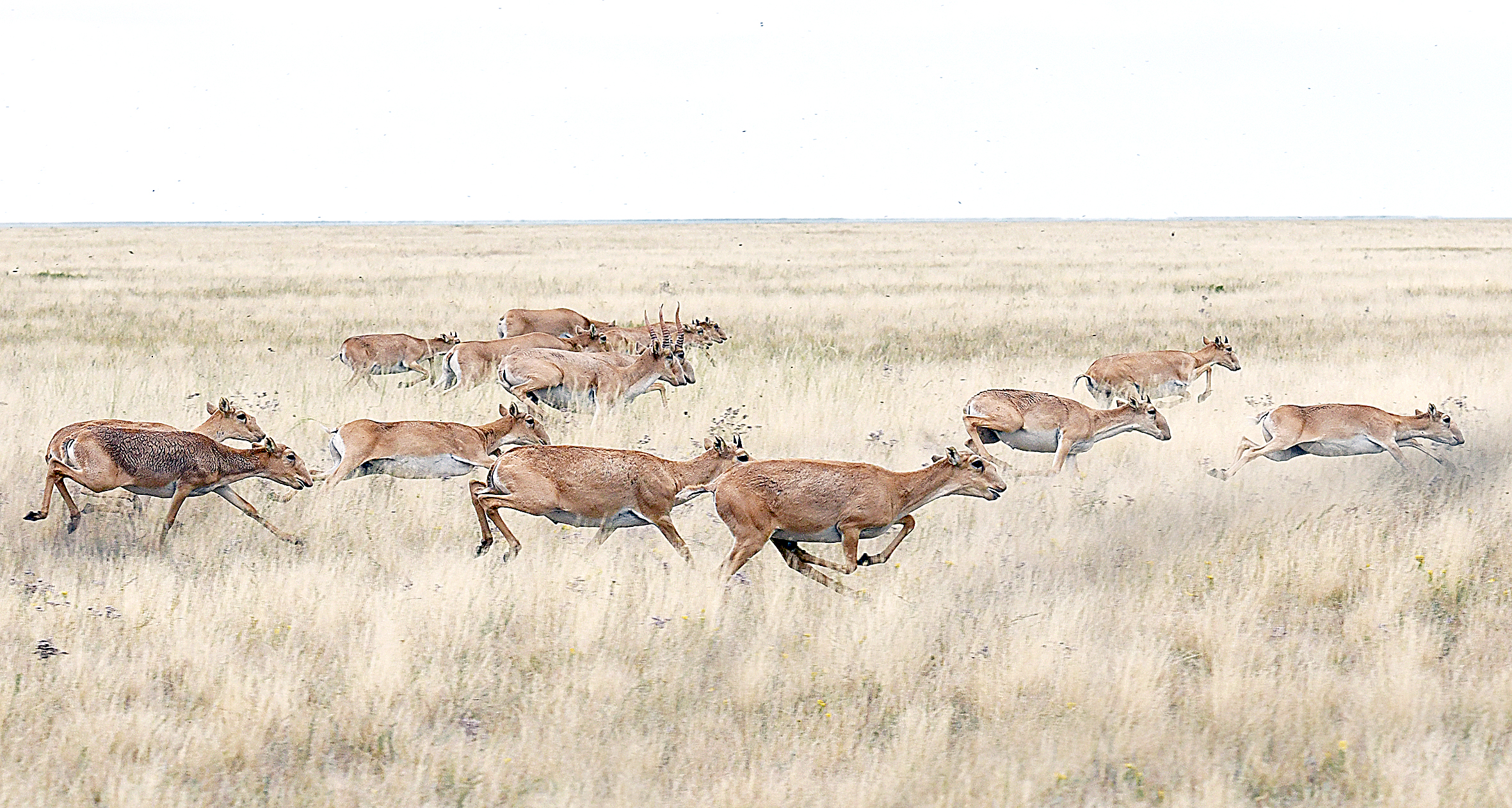 Жезкиік жөңкілген жыл