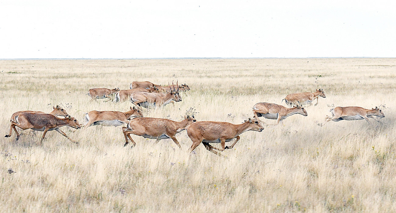 Жіңішке бел мен үлкен есектердің порнофотосуреттері