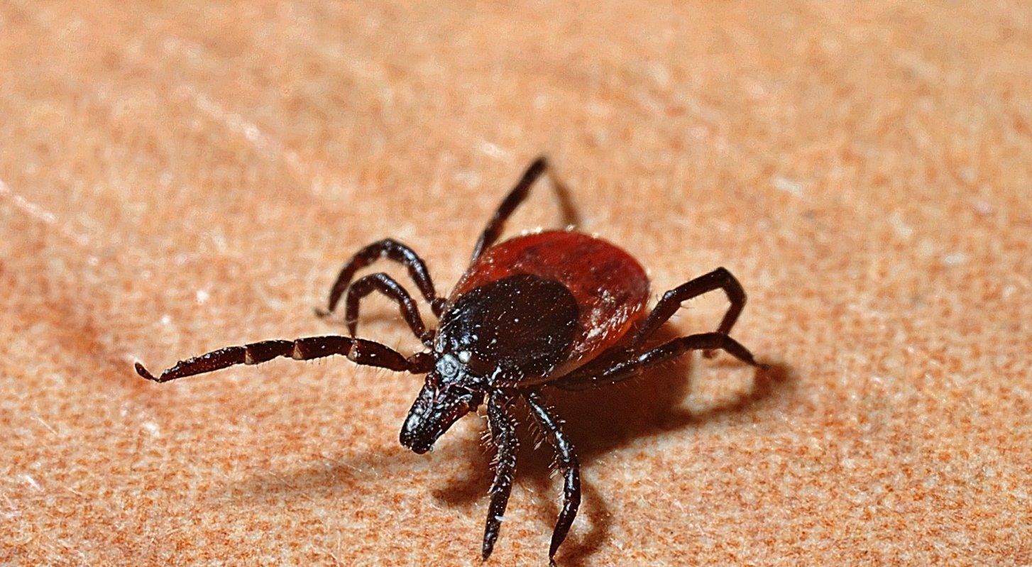 Кесапат келсе кенеден...