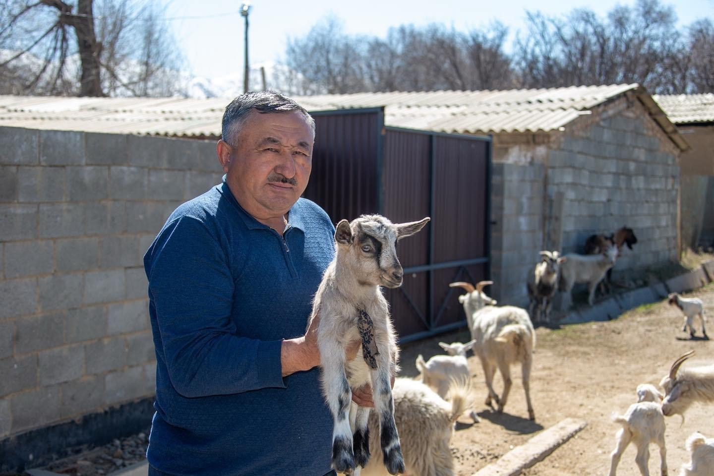 Қой қоздап, қорада шу