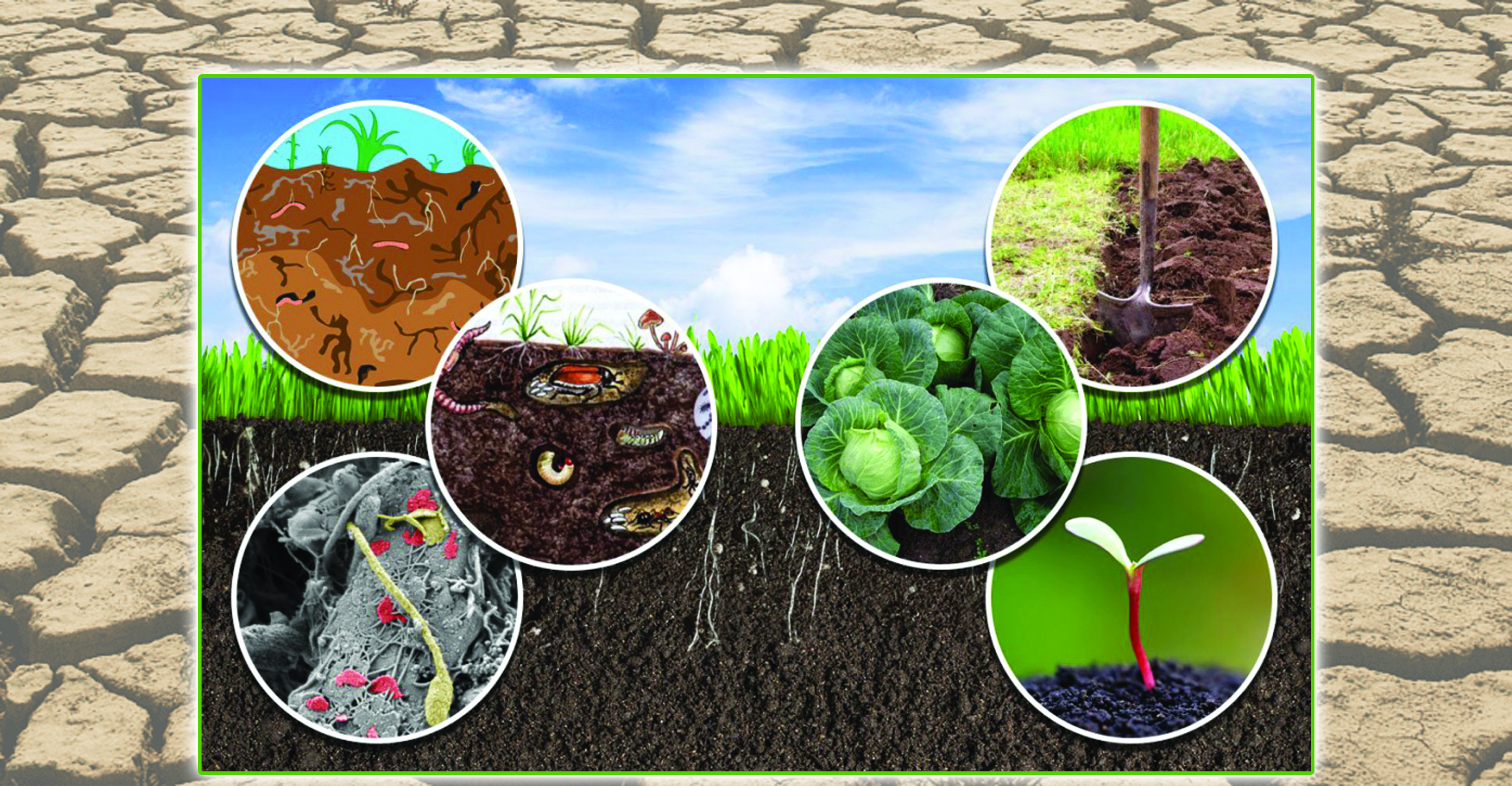 Какие растения живут в почве. Микроорганизмы в почве. Микробы в почве. Повышение плодородия почвы. Бактерии и микроорганизмы в почве.