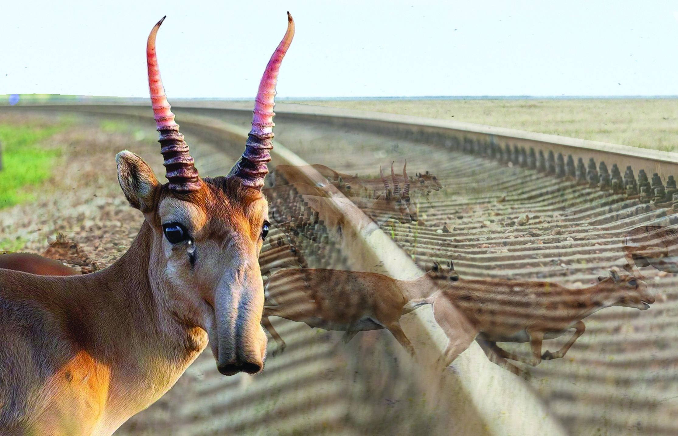 Арқа жайлы болмай тұр киіктерге...