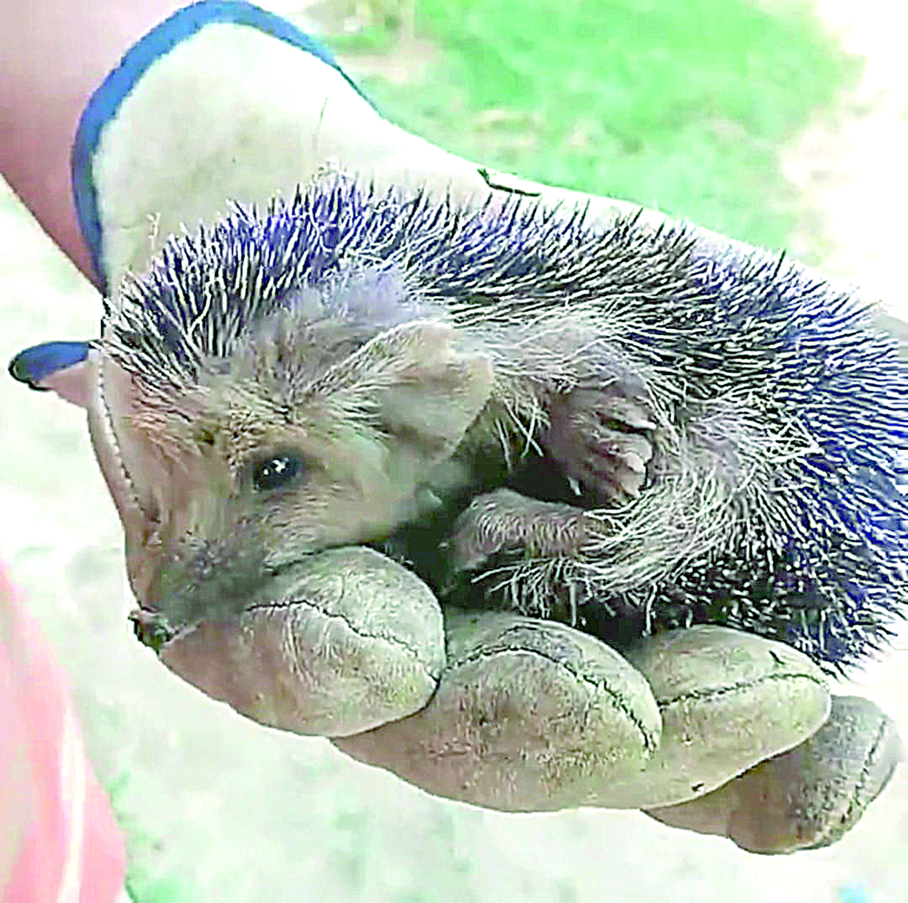 Күлгін түсті кірпі