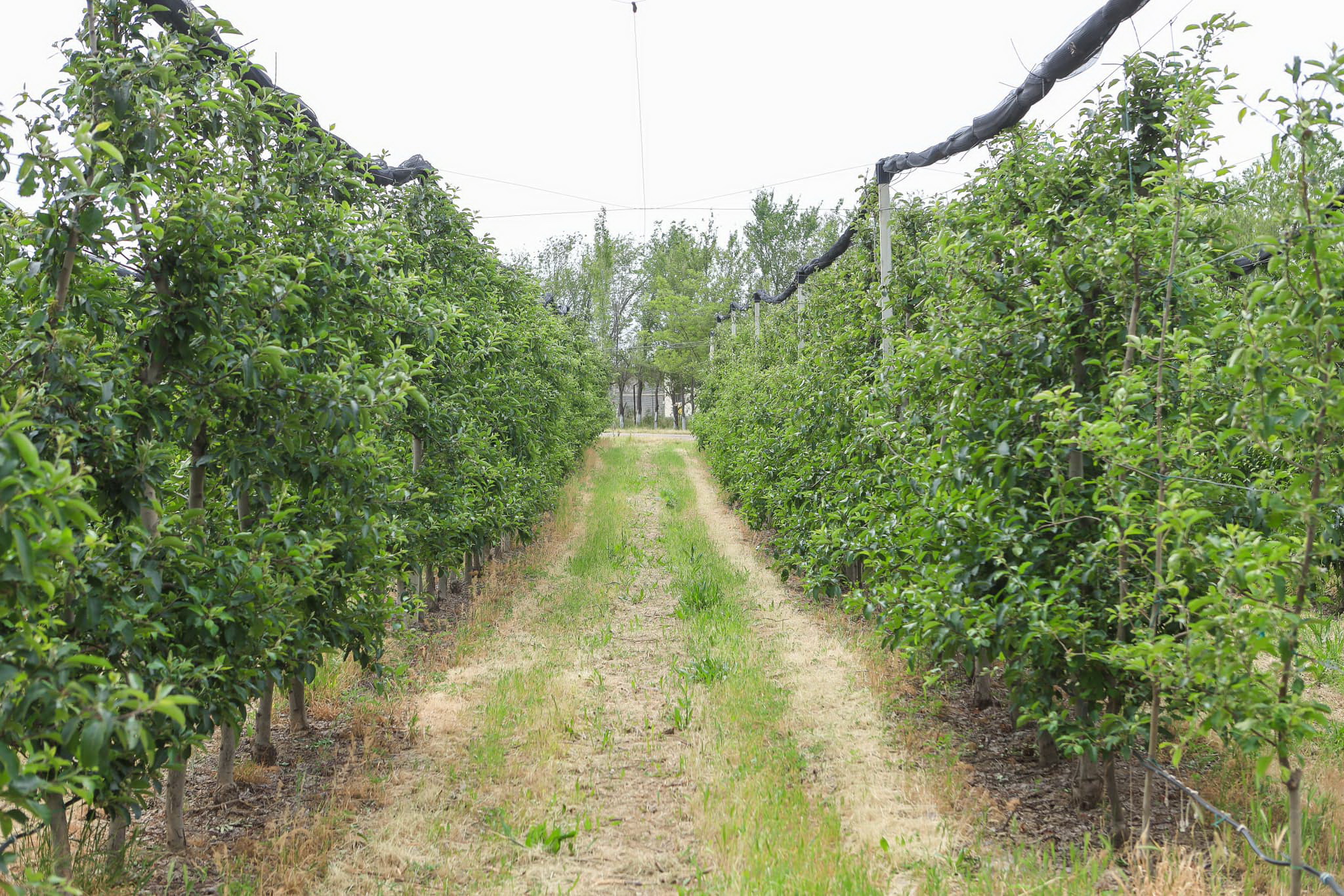 Агроиндустрияда әлеуеті зор мегаполис