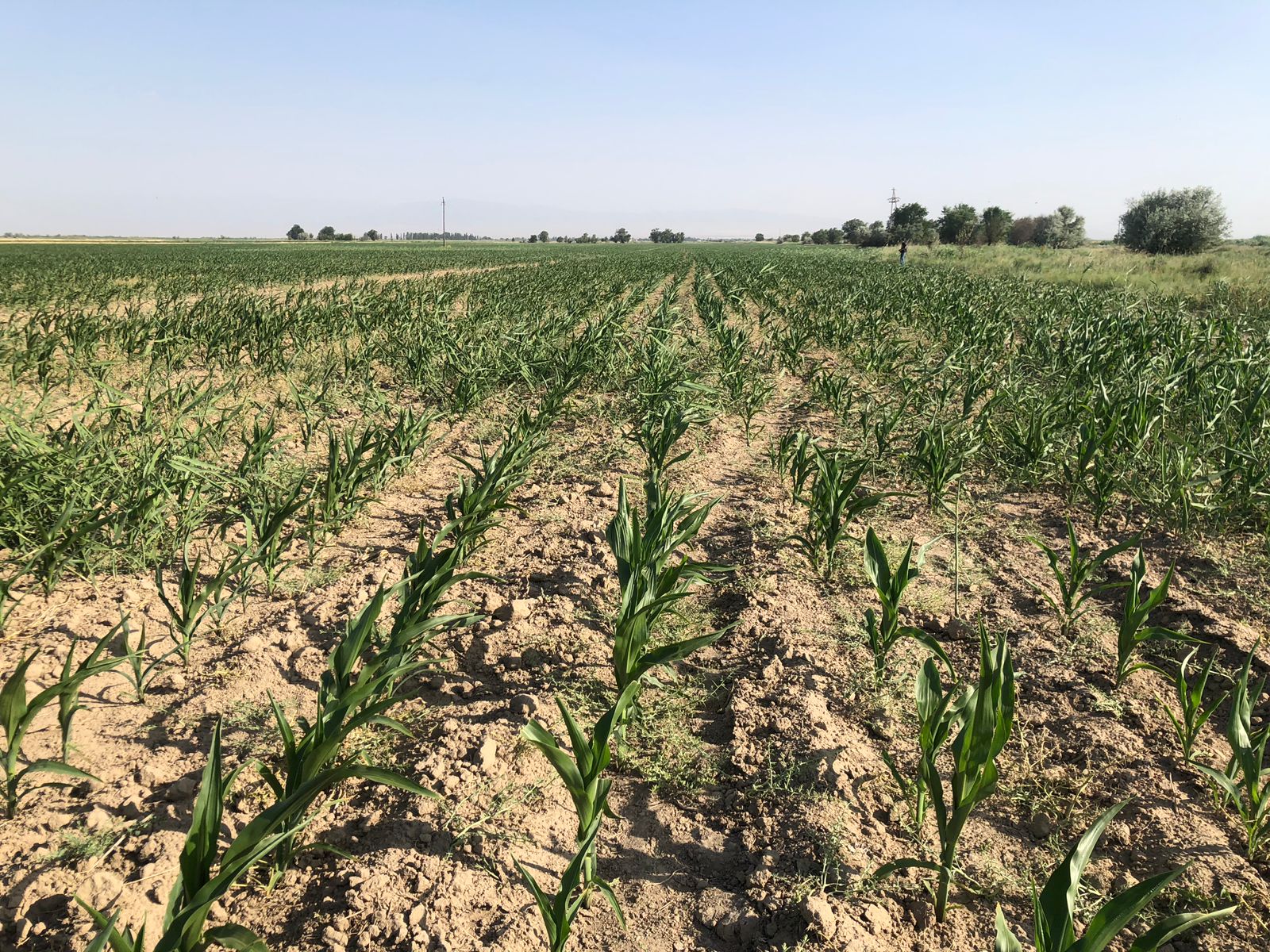 Шаруаның күні қырғыз көршіге қарап тұр