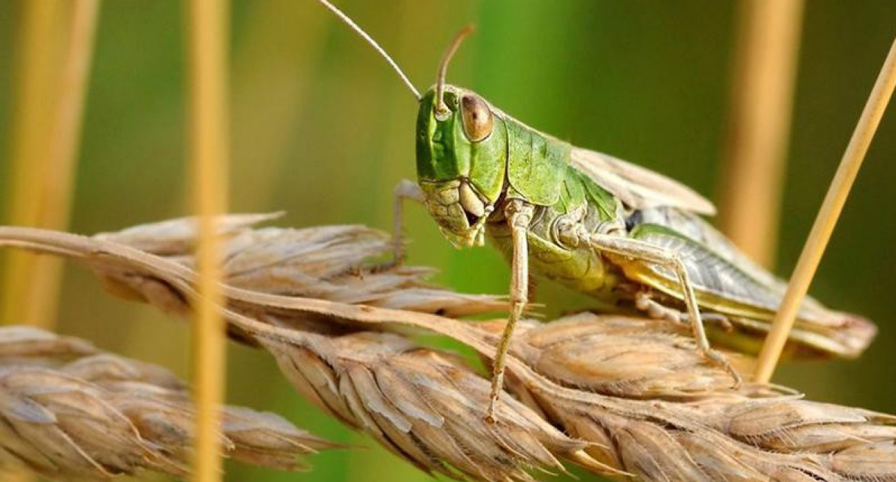 Интернеттегі романтикалық эротика