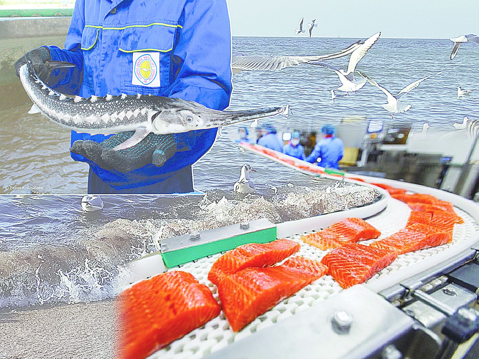 Балық та байлық білгенге