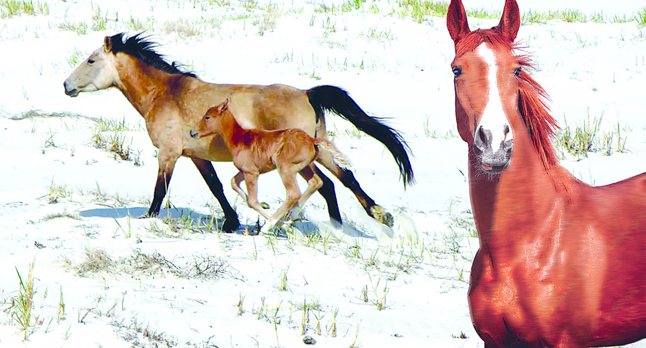 Рэйчел Старр порно видео Екі кеуделі көрші