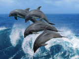 Дельфиндердің демалушыларға шабуыл жасауы жиіледі