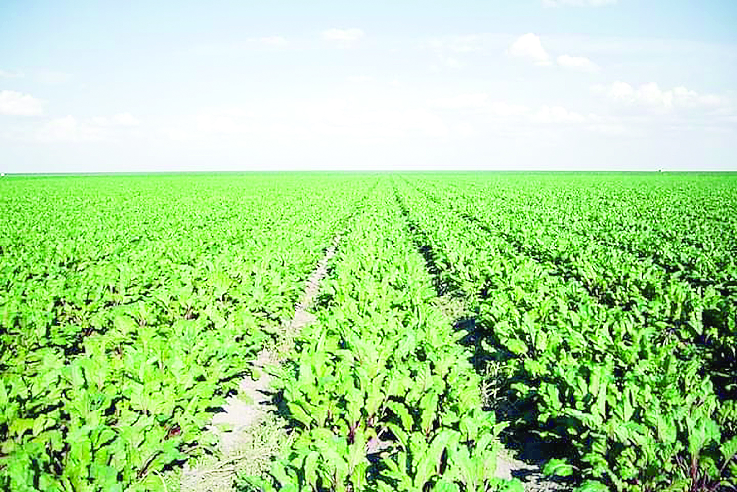 Тамшылатып суарудың пайдасы