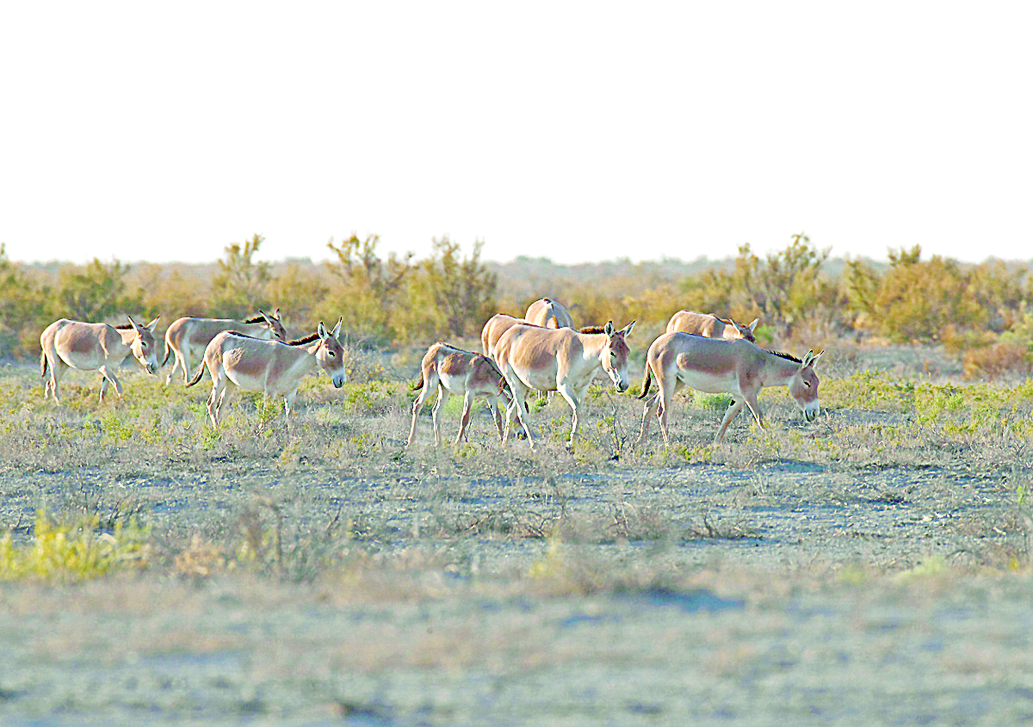 Тірлігі қайта түлеген Барсакелмес
