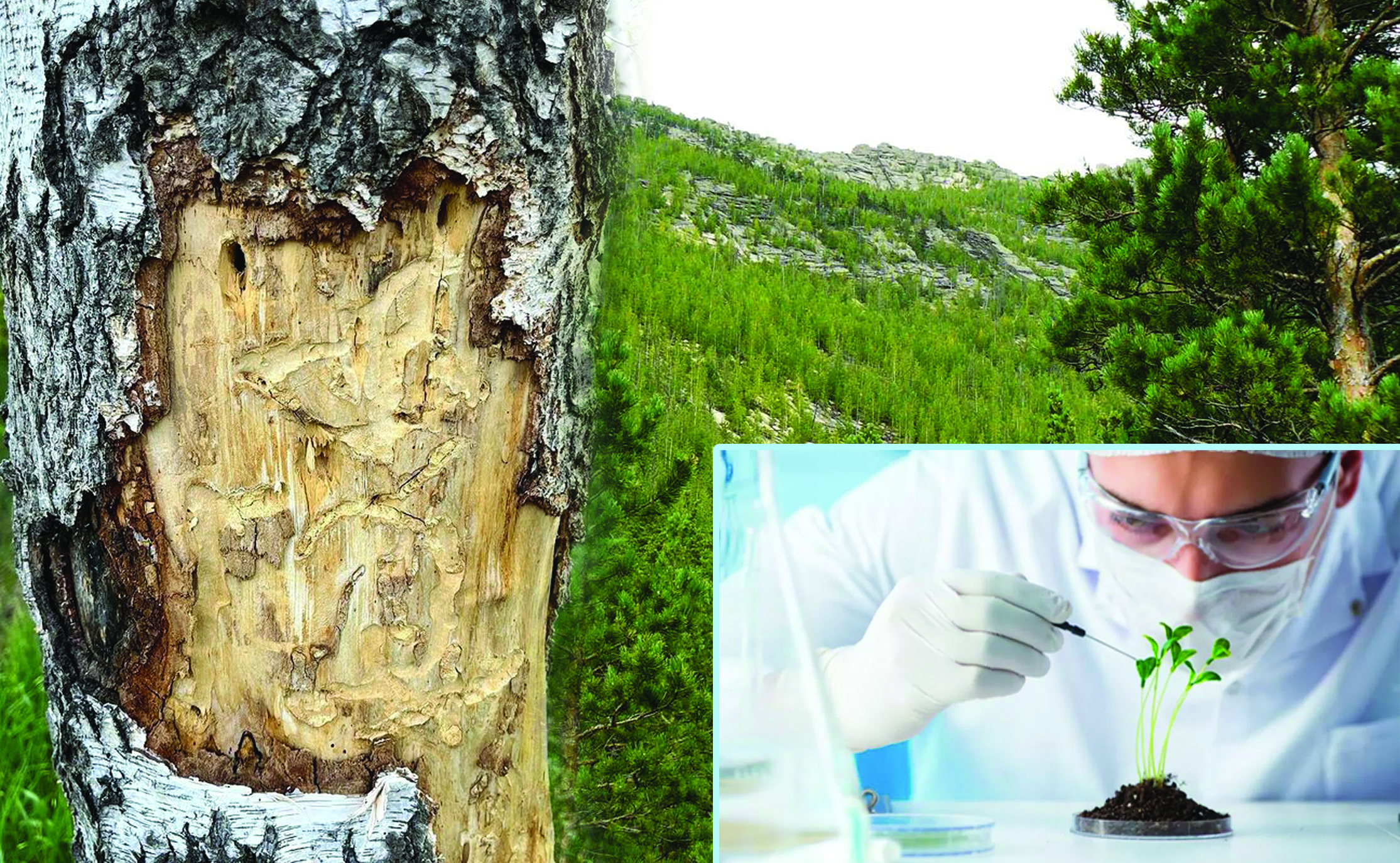 Қырықбуын құрсауындағы орман