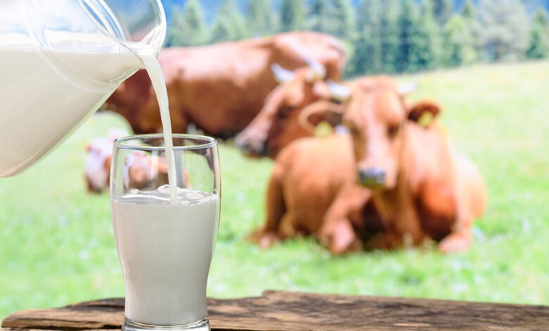 Сүтке де зәрулік басым