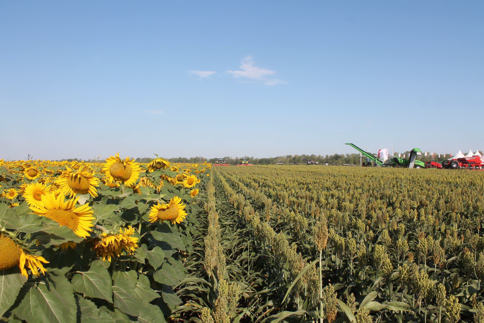 Ауылды өркендетуге арналған агрофестиваль