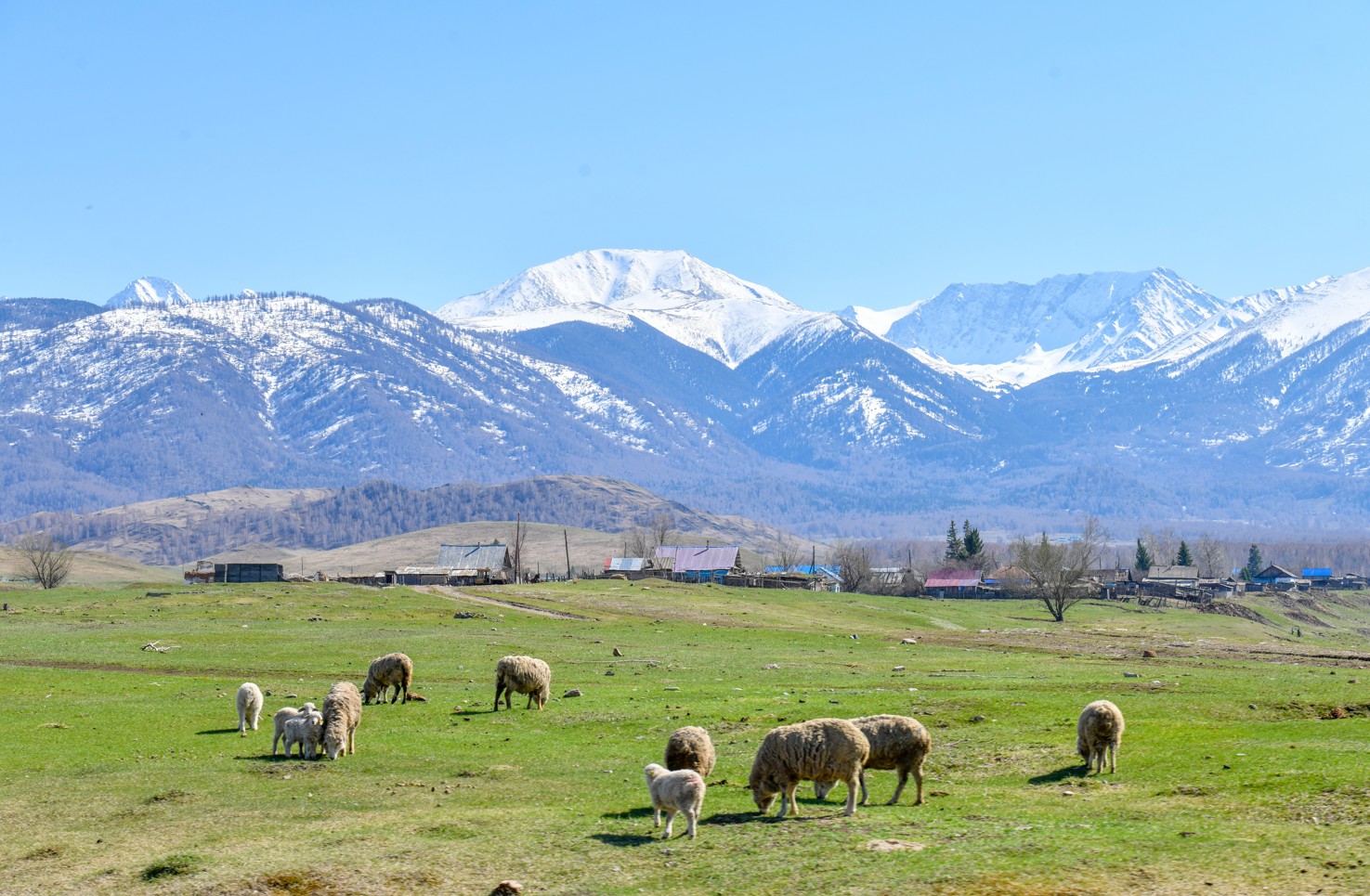 Қой шаруашылығы: Маңызы мен межесі