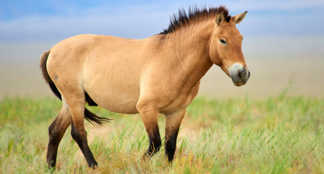 О, иә, мені қаттырақ, виртуалды секс