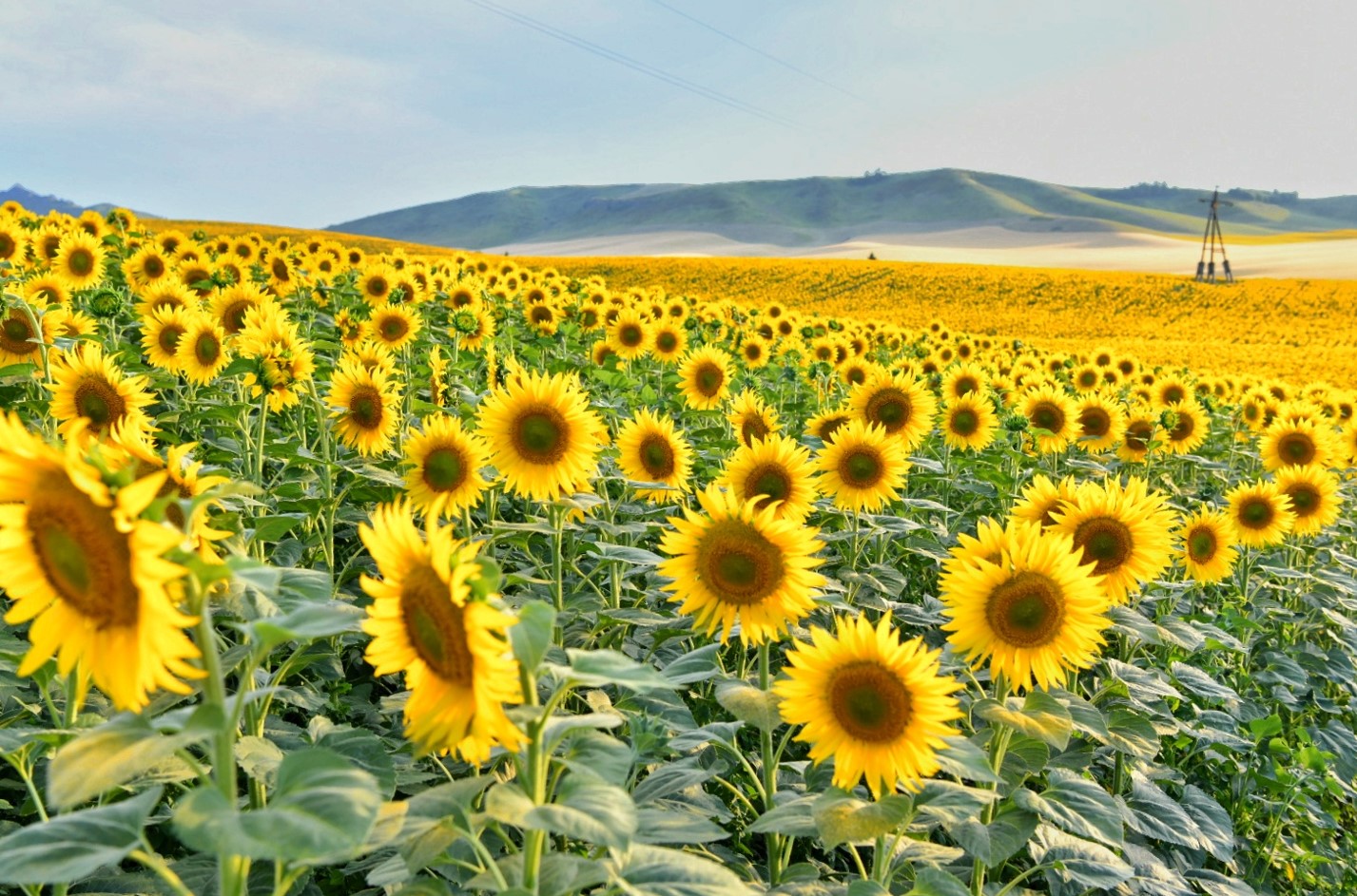 Майлы дақыл – молшылық көзі