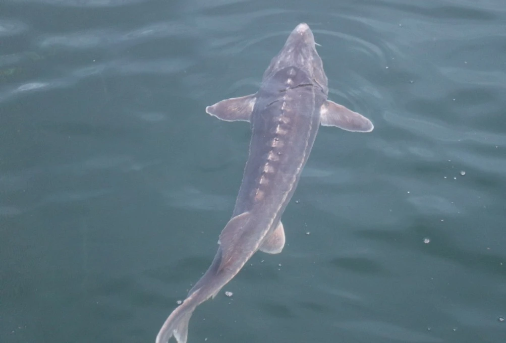 Балық та – байлық