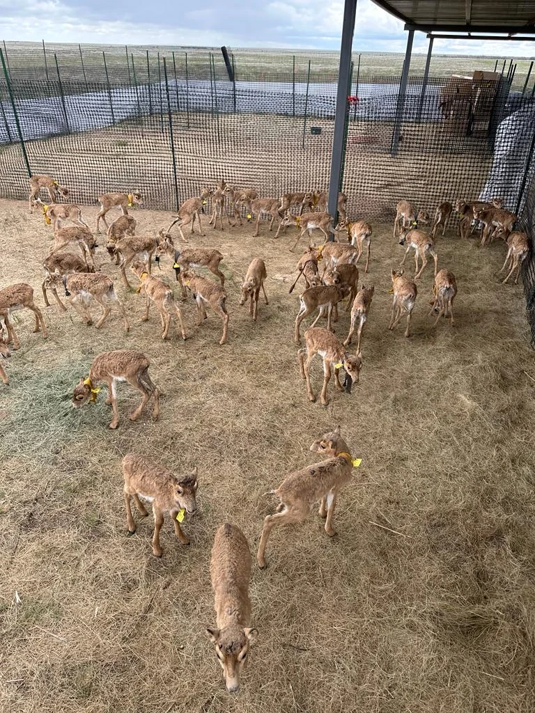 Киік саны қалай реттеледі?