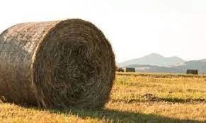 Қарағанды облысы: Бір орам шөп –  15 мың теңге