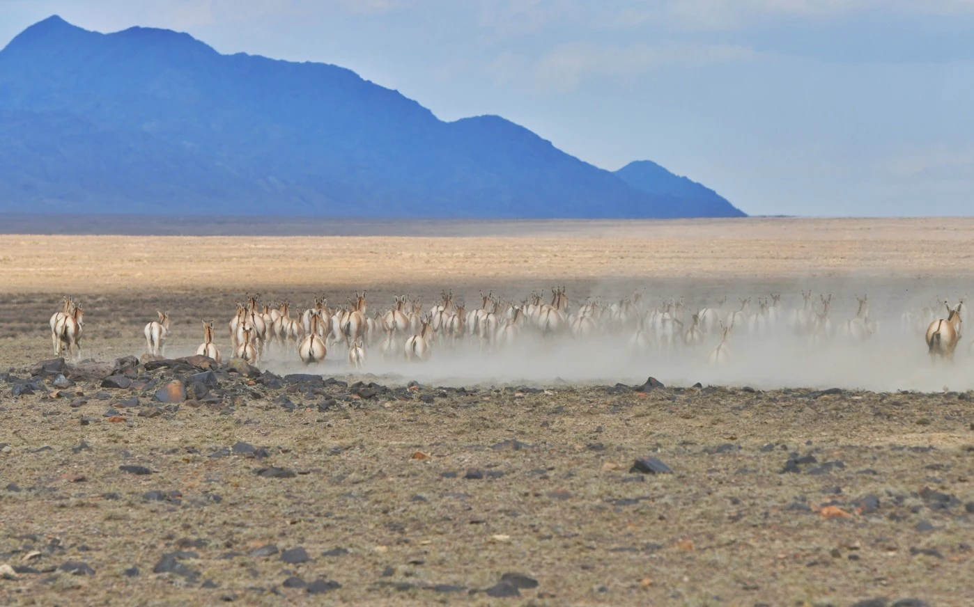 Қырық құлан «Алтын даланы» жайлайды