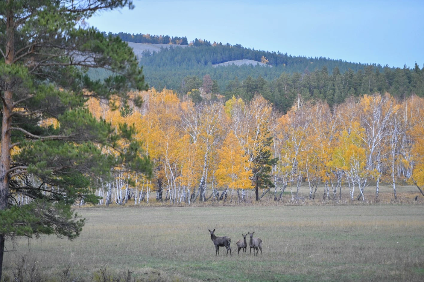 Орман – ел дәулеті, жер сәулеті