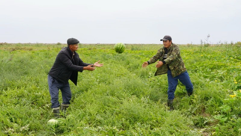 Шағын ауыл шаттығы