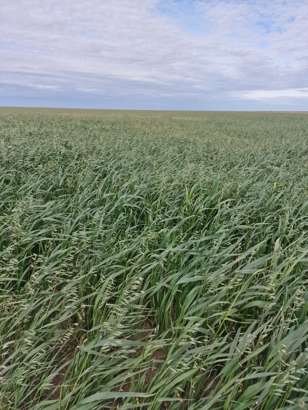 Қоңыр күзде жер көктеді