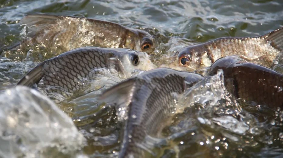 Балықты аулай да, қорғай да білейік