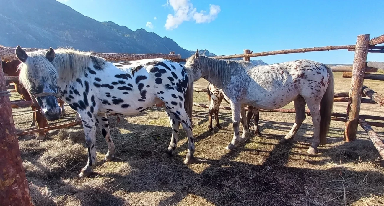 Дәретханадағы ескі әйелдер порно