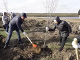 Астанадағы Қарасу өзені бойына 40 мың ағаш көшеті отырғызылды