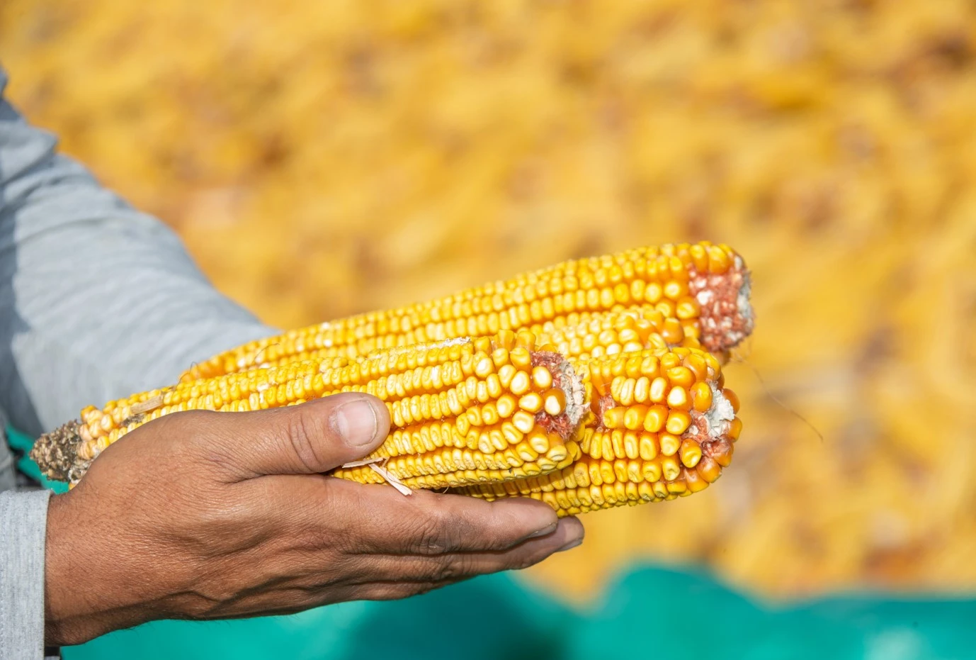 Жүгеріші жайын жүре тыңдамаңыз