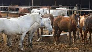 Жылқы неден қырылды?