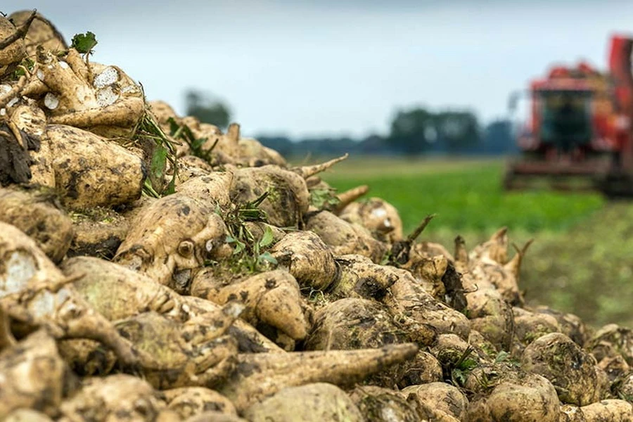 Алакөлдегі алып қызылша