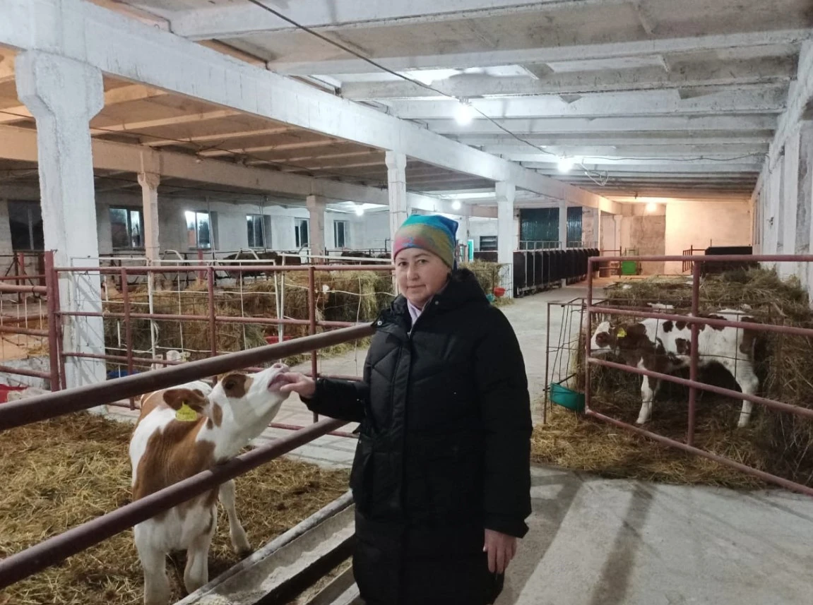 Сүт фермасындағы қызу еңбек