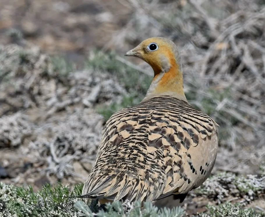 Бұлдырық көзден бұлбұл ұшып барады