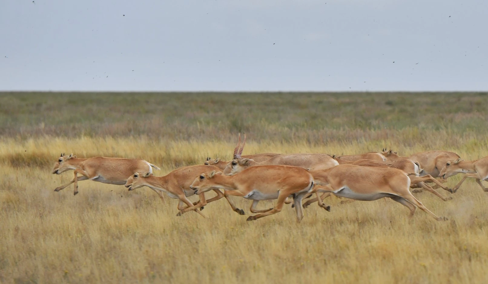Киік қалай «реттеліп» жатыр?