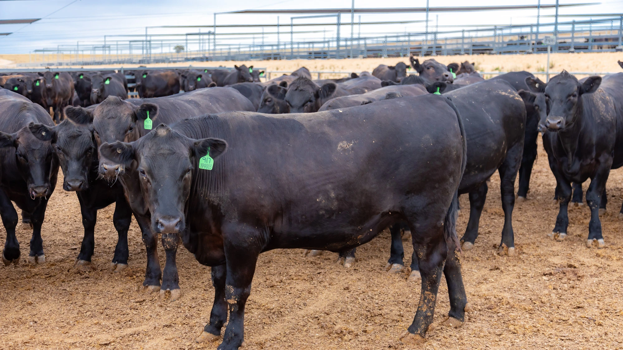 Аустралиядан аларымыз көп