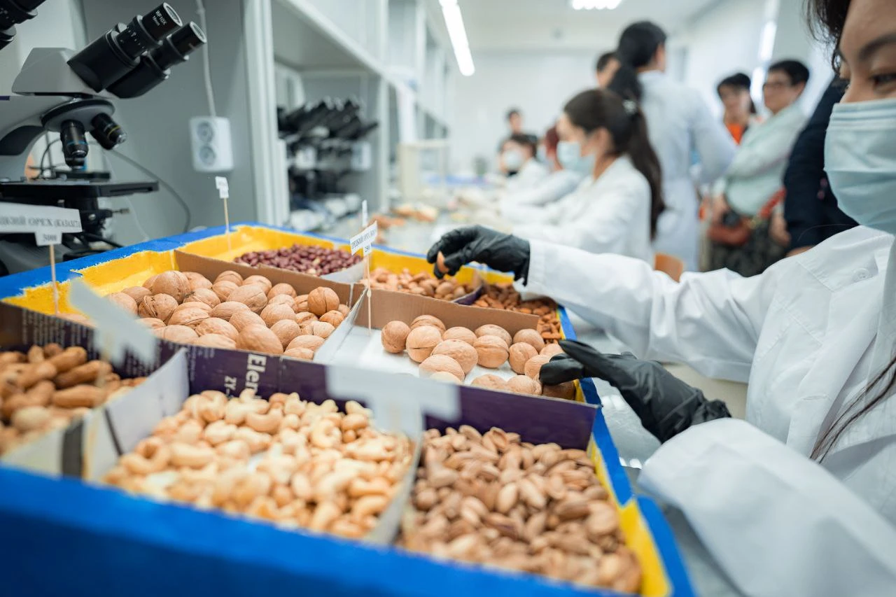 Жаңғақтан да қауіп бар