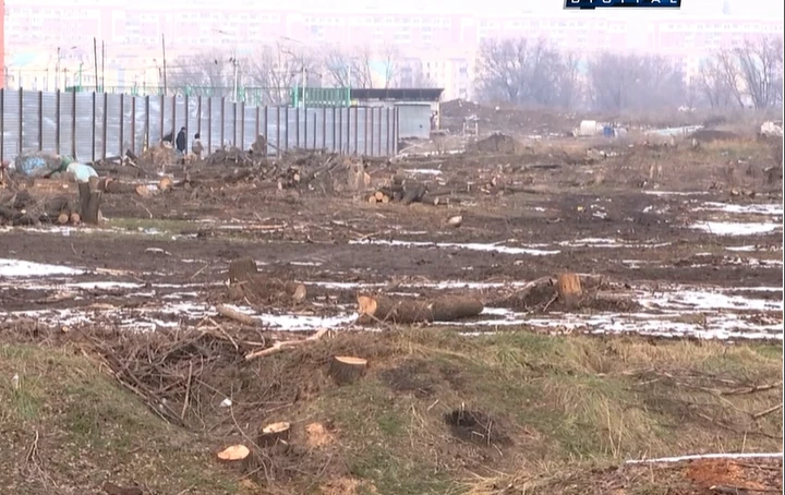 Алматыда құрылыс компаниясы тұрғын үй салу үшін 2 мыңнан астам ағашты кескен