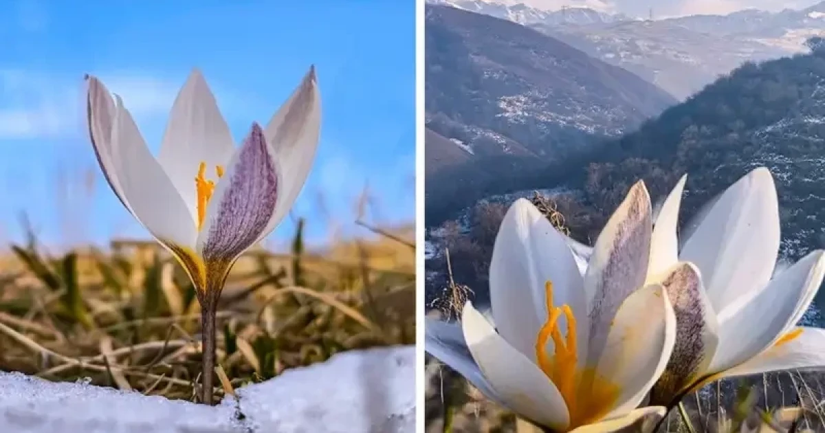 Бәйбішенің фотосы Бәйбішенің фотосы