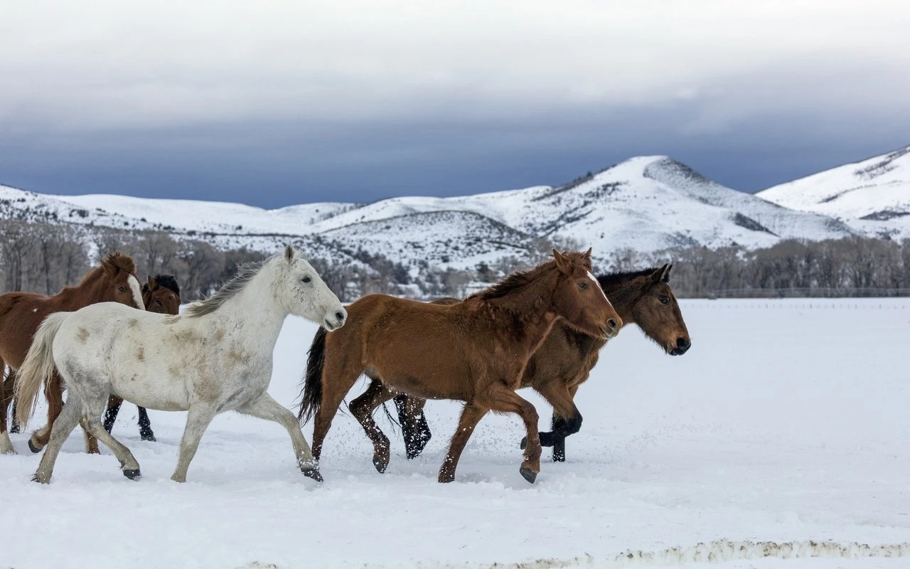 Ақтауда Адай жылқысына мәртебе беретін куәлік табысталды