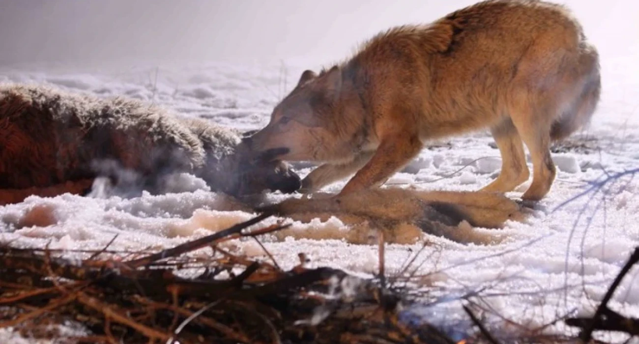 Порно видео: жыныстық қатынастан камминг және өзін ренжіту Ересектерге арналған мультфильмдер және эротикалық порно