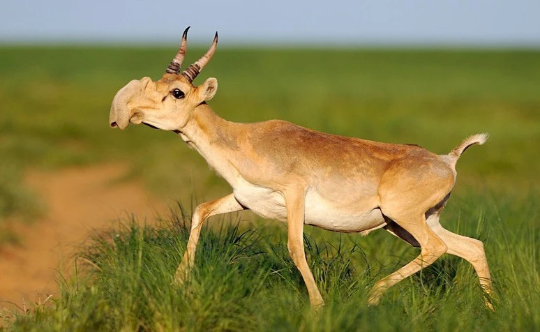 Буаз киіктердің обалы кімге?