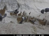 «Қызылсай» табиғи паркінде арқар мен қарақұйрық саны 18 пайызға артты