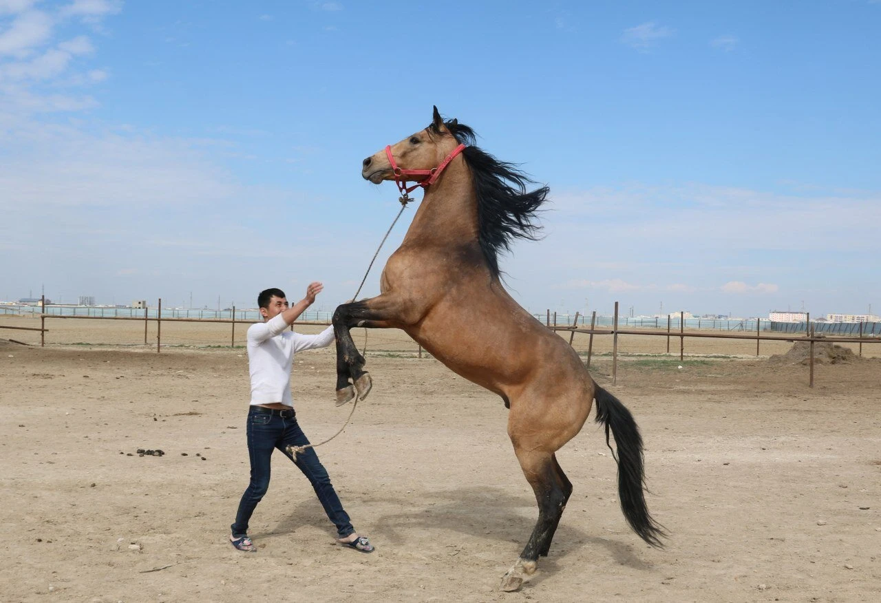 Адай жылқысы халықтық селекцияның үздік жетістігі